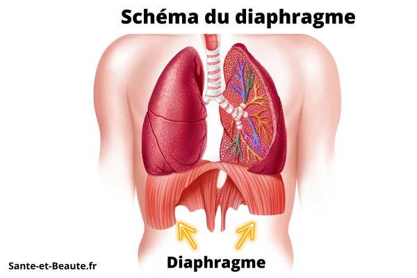 Schéma du diaphragme diaphragme bloqué