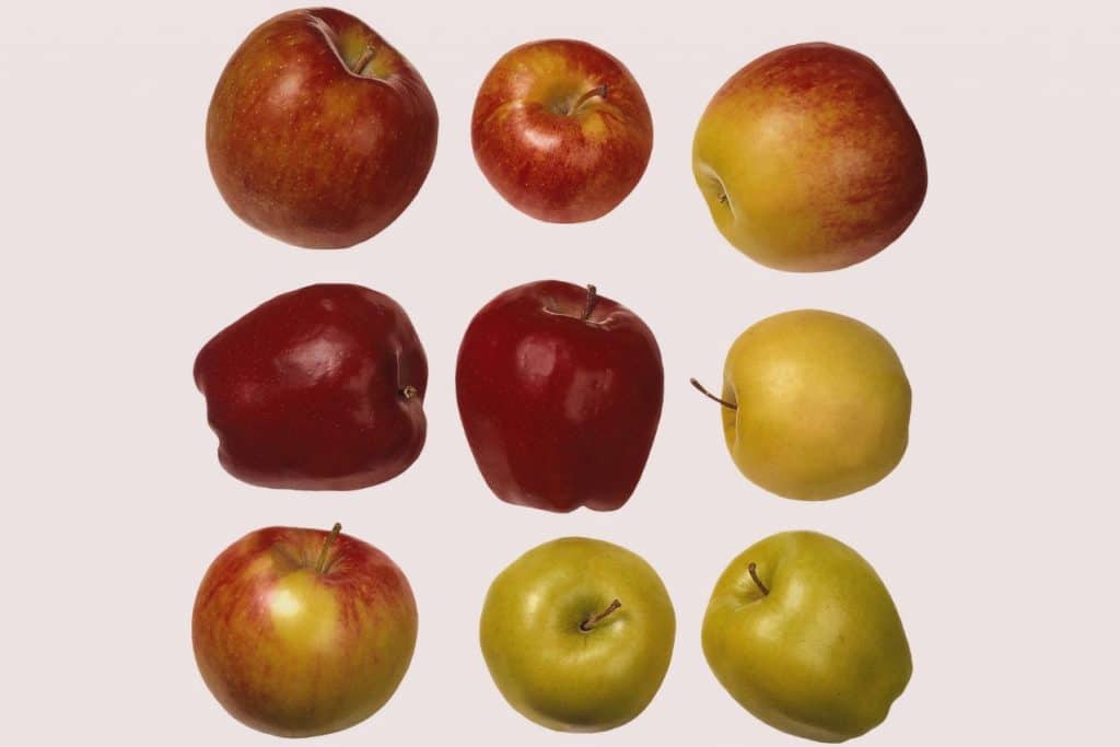 Combien y-a-t-il de calories dans une pomme ; calories une pomme, pomme calorique,