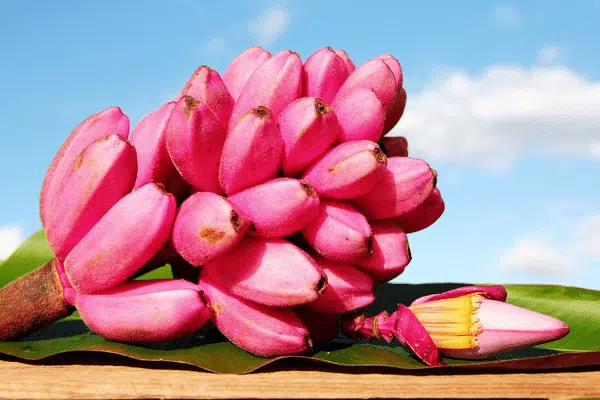 Image banane rose