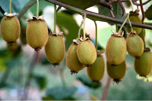 Le kiwi arbre