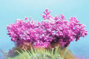 lithothamne un trésor de nutriments pour renforcer votre santé