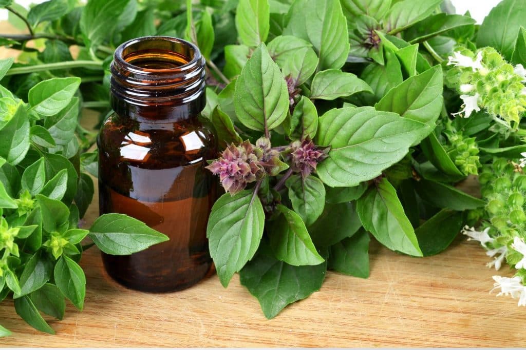 Basilic Sacré,Tulsi : découvrez le Secret Verdoyant de l'Ayurveda
