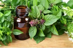 Basilic Sacré,Tulsi : découvrez le Secret Verdoyant de l'Ayurveda