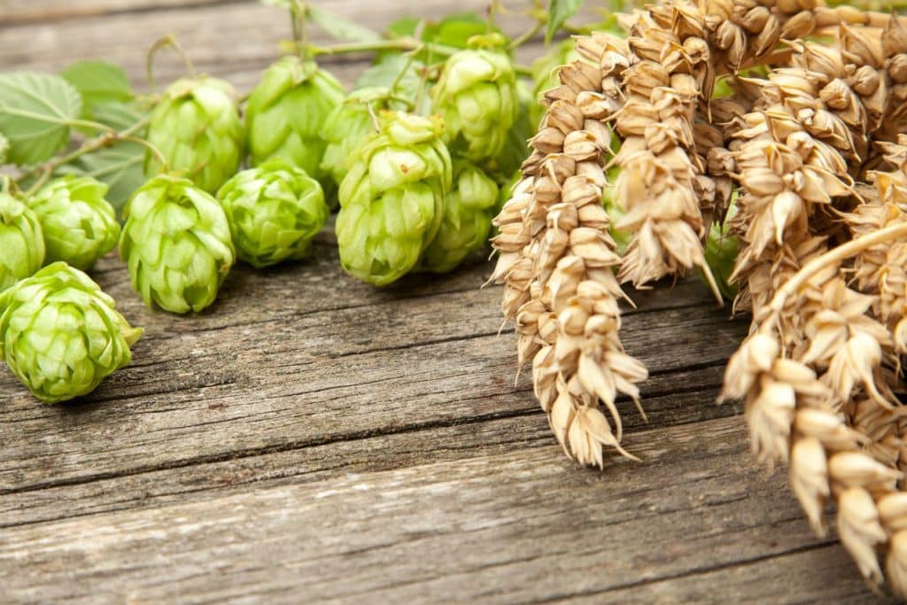 Houblon plante ancestrale aux propriétés apaisantes