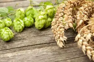 Houblon plante ancestrale aux propriétés apaisantes
