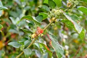 Vertus de l'Ashwagandha contre le stress et l'anxiété