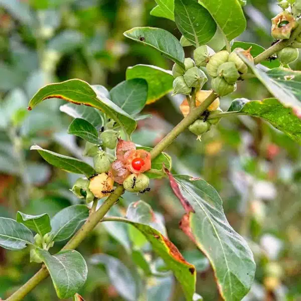 Vertus de l'Ashwagandha contre le stress et l'anxiété