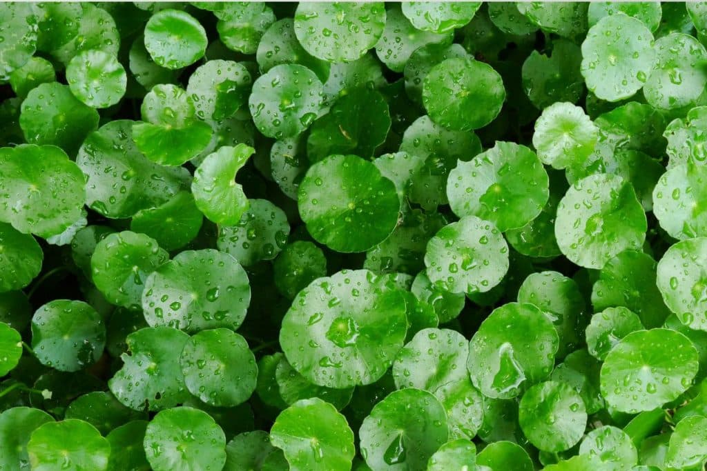 Centella Asiatica