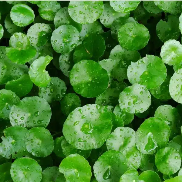 Centella Asiatica