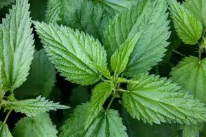 L'Ortie Piquante une : plante médicale méconnue
