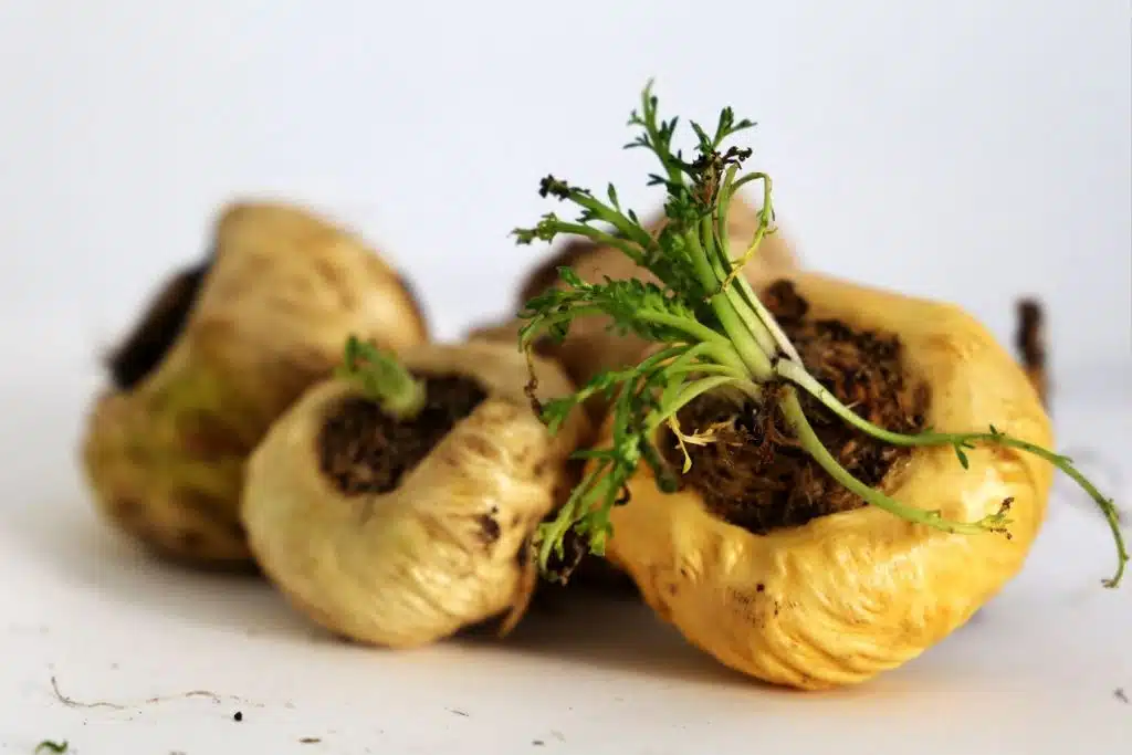 racine du Maca