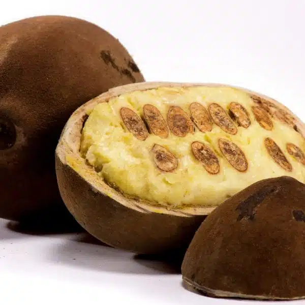 cupuaçu, beurre de cupuaçu, fruit, bienfaits, gel douche nutritif au cupuaçu bio, cupuaçu, beurre de cupuaçu, fruit, bienfaits, gel douche nutritif au cupuaçu bio,