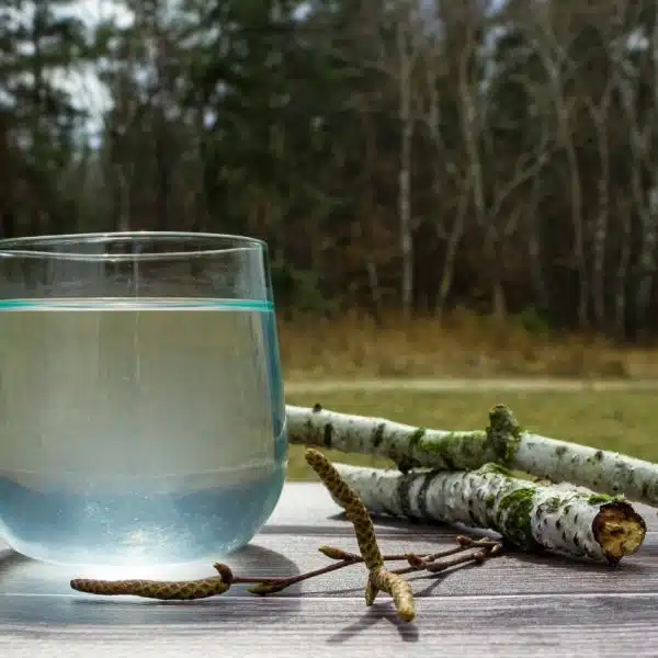 verre de sève de bouleau fraîche avec feuilles de bouleau, cure détox printanière