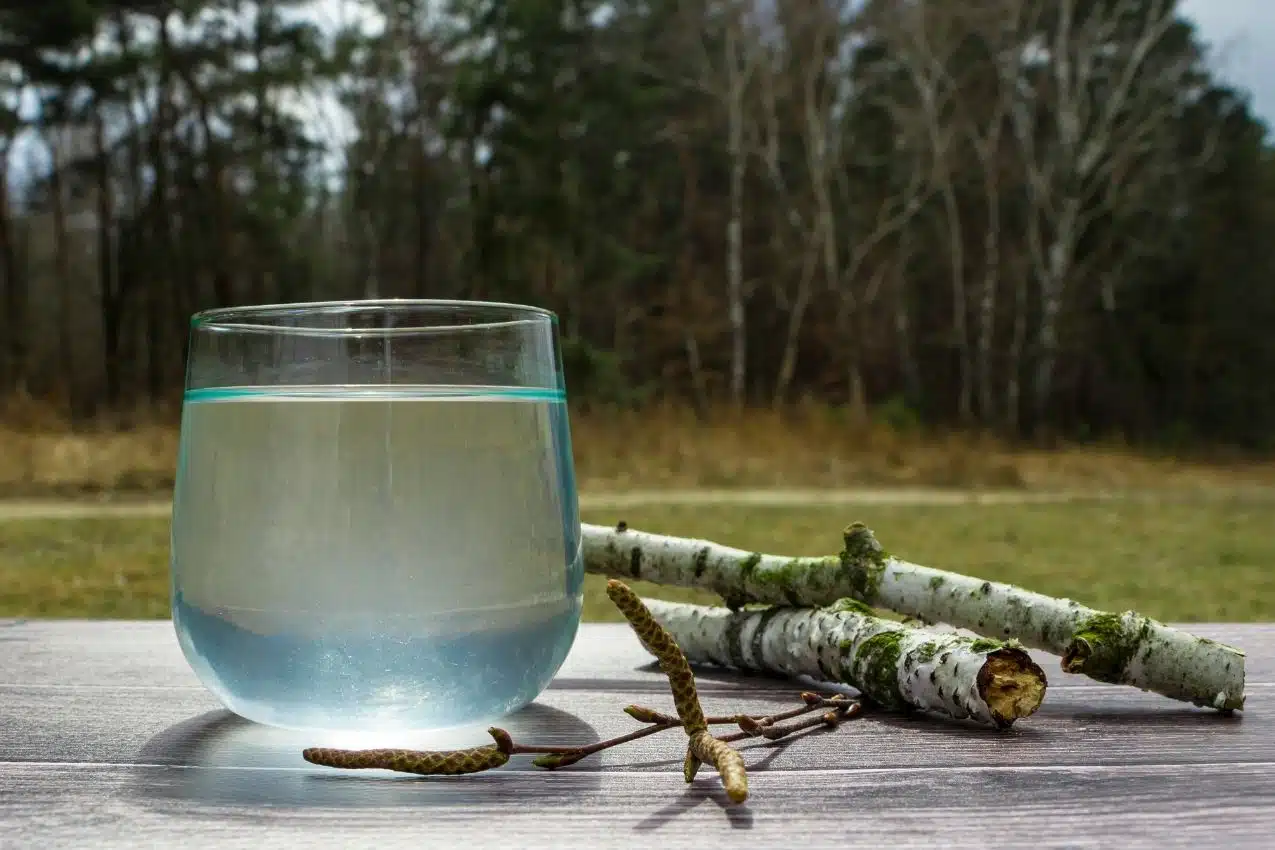 verre de sève de bouleau fraîche avec feuilles de bouleau, cure détox printanière