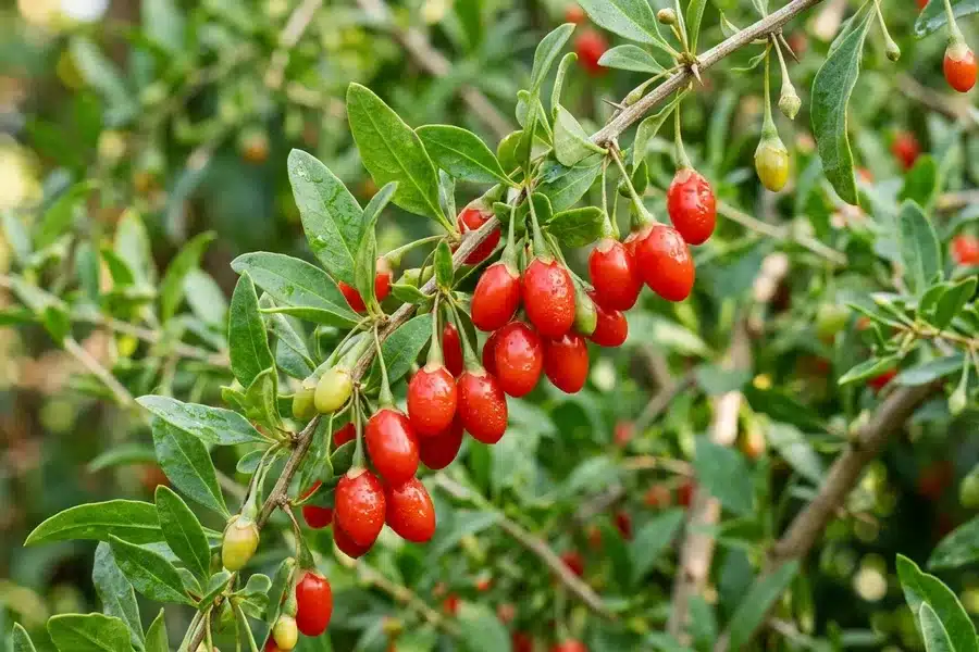Baies de goji (Lycium barbarum) sur leur branche Baies de goji rouges et brillantes de Lycium barbarum sur une branche avec feuilles vertes en pleine lumière naturelle