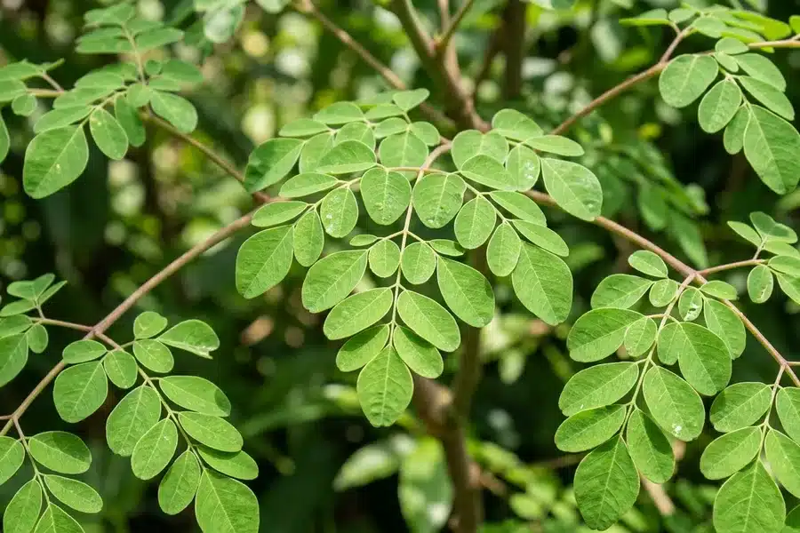 Feuilles fraîches de Moringa oleifera Feuilles fraîches et vertes de Moringa oleifera avec leurs folioles caractéristiques arrondies sur fond naturel