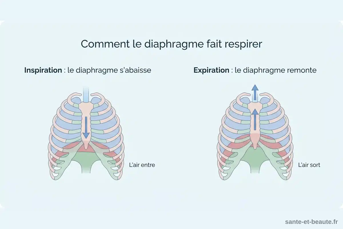 Rôle du diaphragme à l'inspiration et à l'expiration Schéma comparant le diaphragme abaissé à l'inspiration et remonté à l'expiration, avec le sens de l'air
