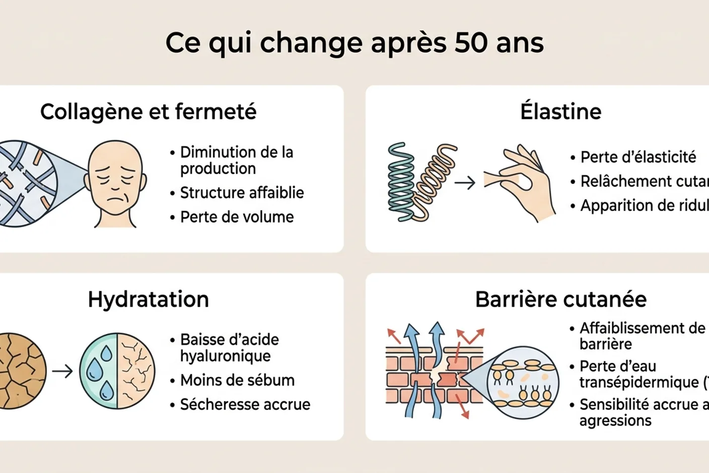 Infographie des changements cutanés après 50 ans Infographie montrant les 4 transformations de la peau mature après 50 ans