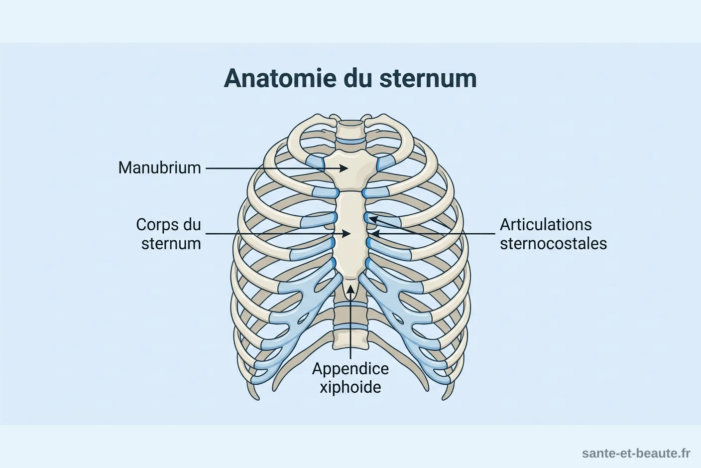 Schéma des trois parties du sternum Schéma anatomique du sternum avec manubrium, corps sternal et appendice xiphoïde