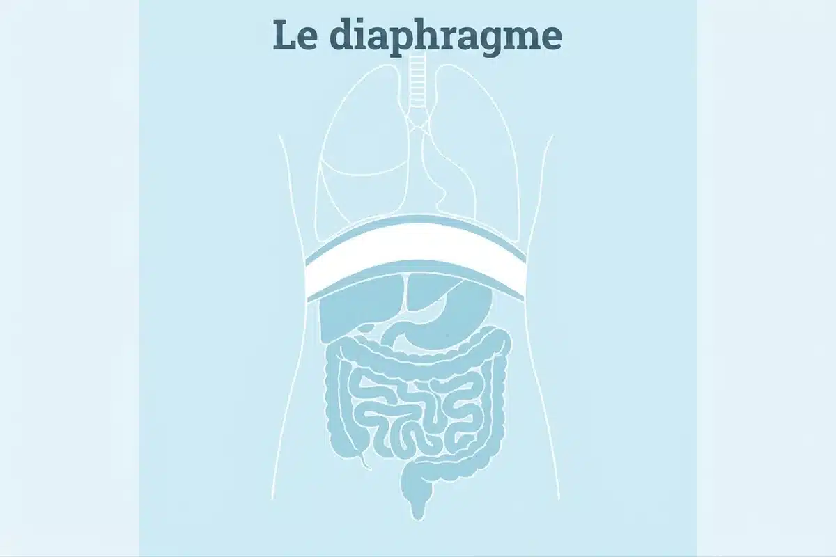 Le diaphragme Schéma du diaphragme entre les poumons et la cavité abdominale