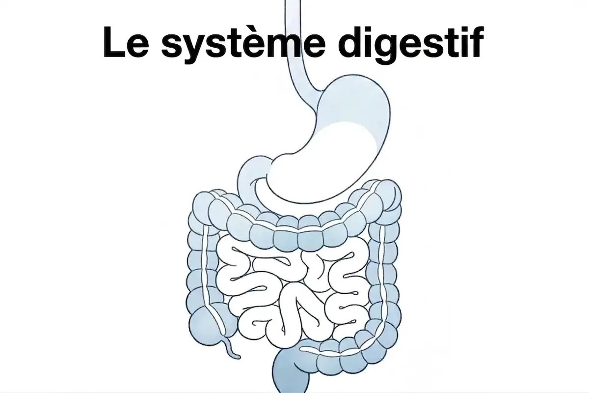 Le système digestif Schéma du système digestif : estomac et intestins